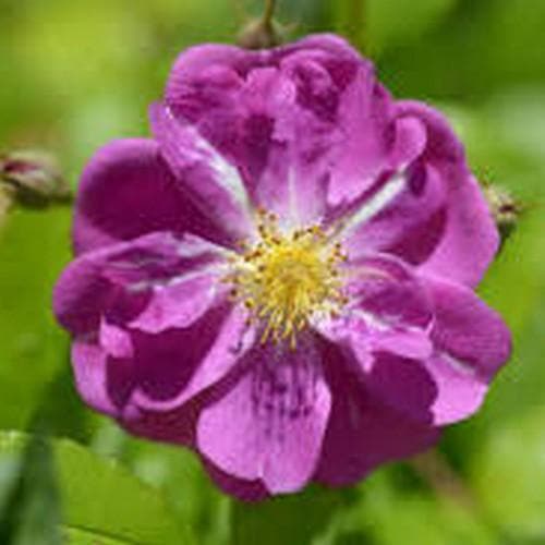  Rosa Purple Skyliner - Rambling Rose