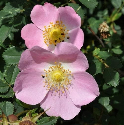  Rosa X Hibernica - Wild Shrub Rose