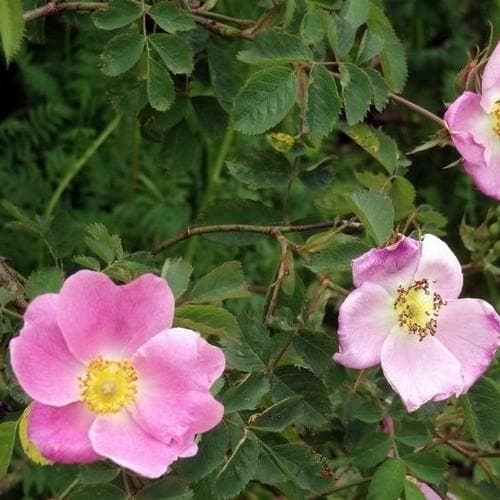  Rosa X Hibernica - Wild Shrub Rose