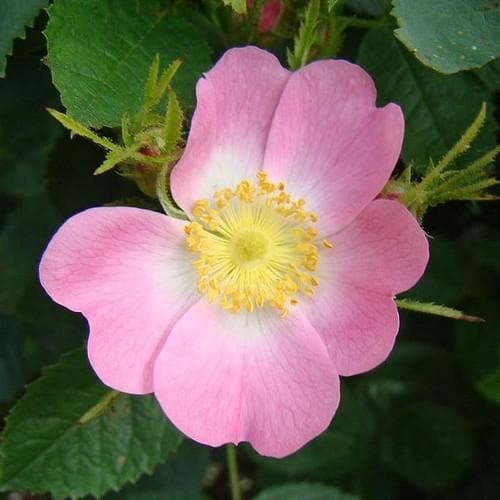  Rosa X Hibernica - Wild Shrub Rose