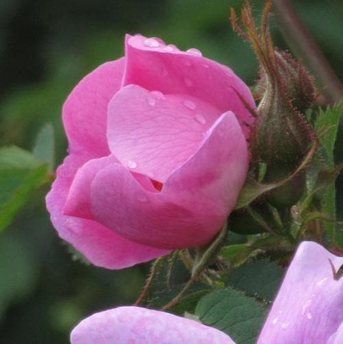  Rosa X Hibernica - Wild Shrub Rose