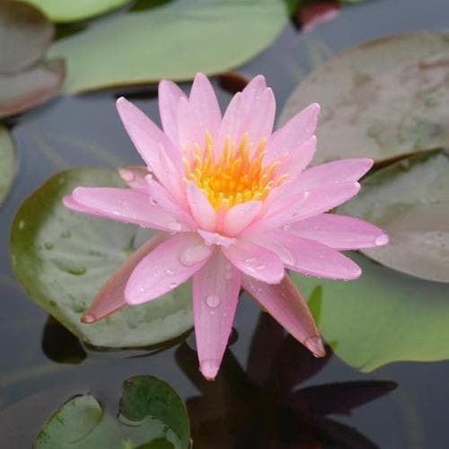  Nymphaea Rose Arey