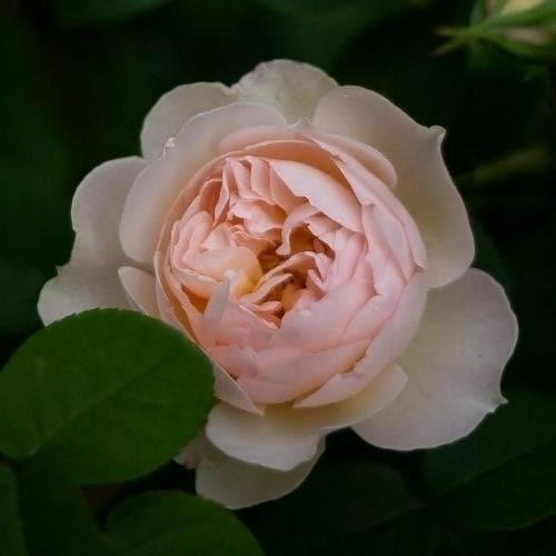  Rosa Gentle Hermione - David Austin