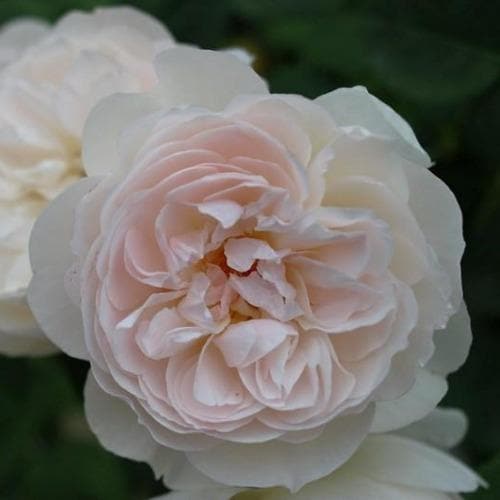  Rosa Gentle Hermione - David Austin