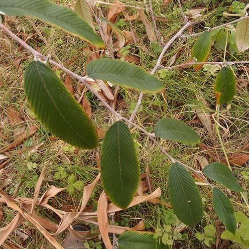  Rubus Calophyllus