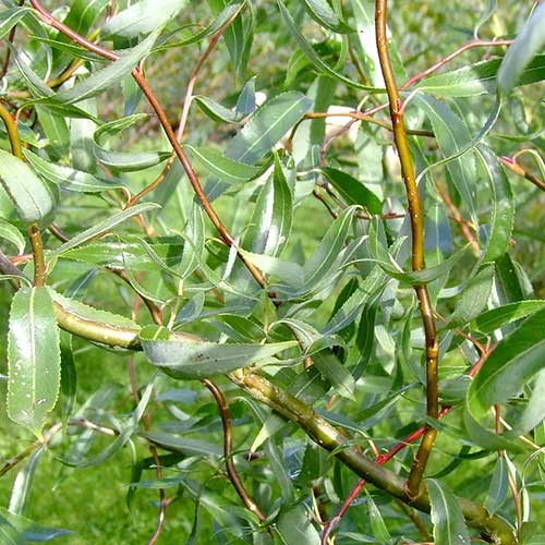  Salix X Sepulcralis Dart's Snake