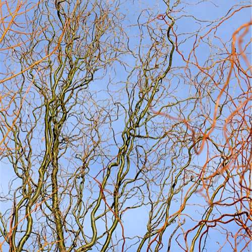  Salix X Sepulcralis Dart's Snake