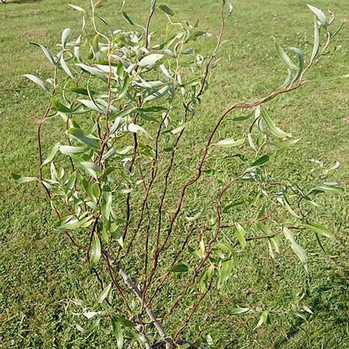  Salix X Sepulcralis Dart's Snake
