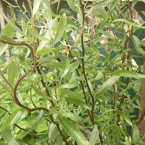  Salix X Sepulcralis Dart's Snake