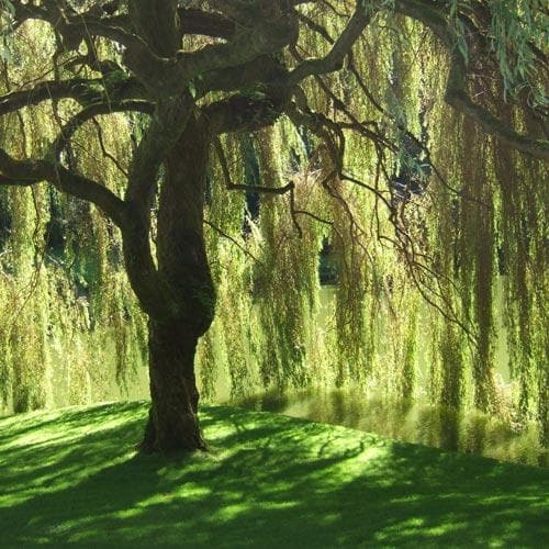  Salix Babylonica Pendula - Weeping Willow