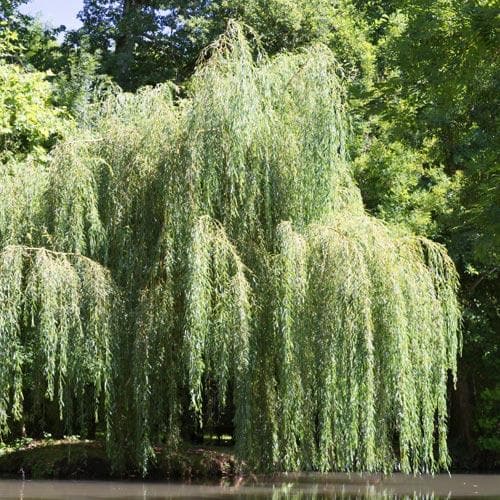  Salix Babylonica Pendula - Weeping Willow