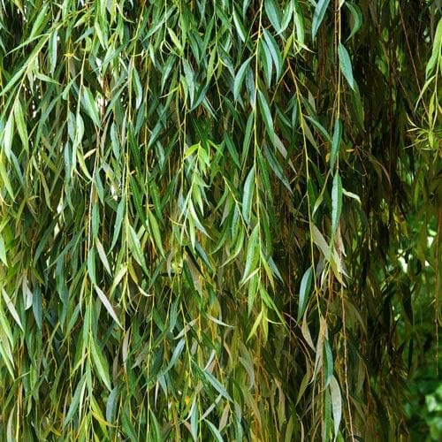  Salix Babylonica Pendula - Weeping Willow