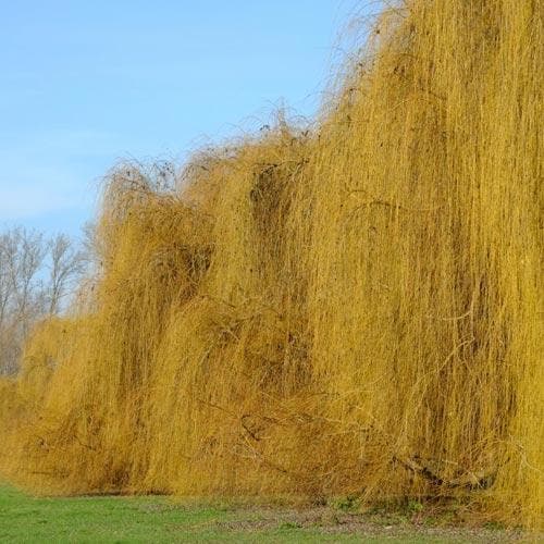  Salix Babylonica Pendula - Weeping Willow