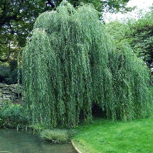  Salix Babylonica Pendula - Weeping Willow