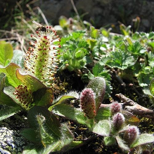  Salix Nakamurana Var. Yezoalpina