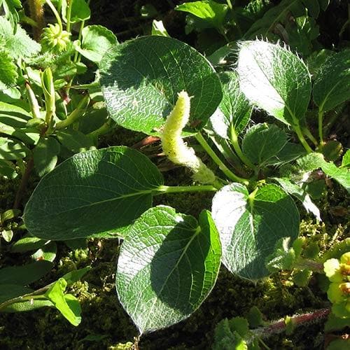  Salix Nakamurana Var. Yezoalpina