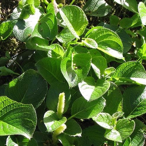  Salix Nakamurana Var. Yezoalpina