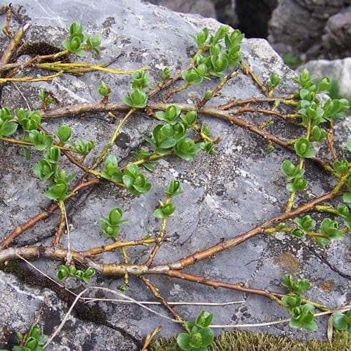  Salix Nakamurana Var. Yezoalpina