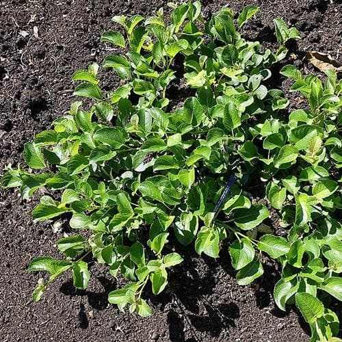  Salix Nakamurana Var. Yezoalpina