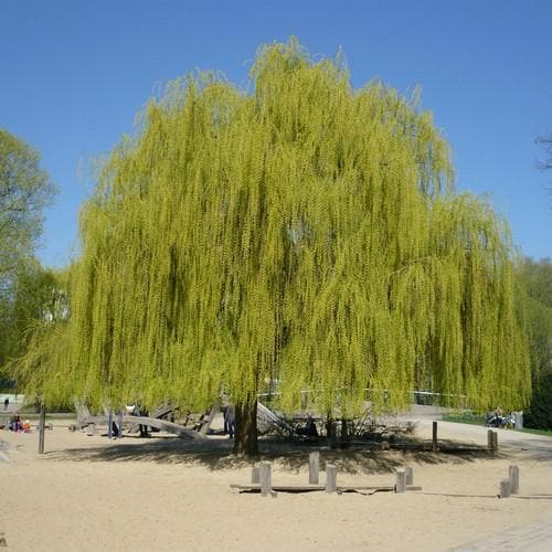  Salix Alba Tristis - Golden Weeping Willow
