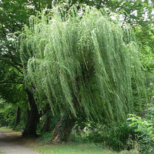  Salix Alba Tristis - Golden Weeping Willow