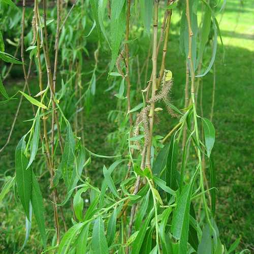  Salix Alba Tristis - Golden Weeping Willow