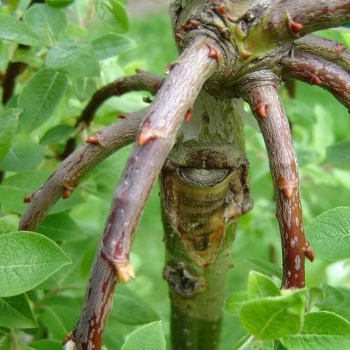  Salix Caprea Kilmarnock - Kilmarnock Weeping Willow