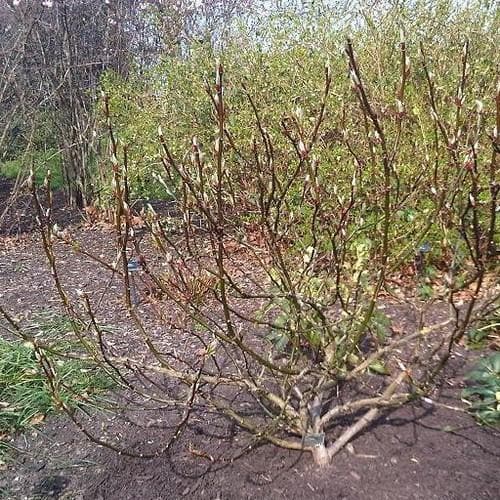  Salix Fargesii