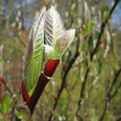  Salix Fargesii