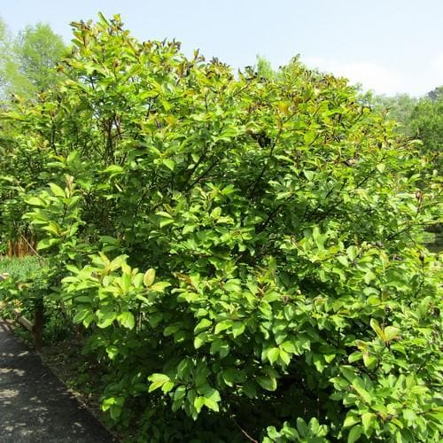  Salix Fargesii
