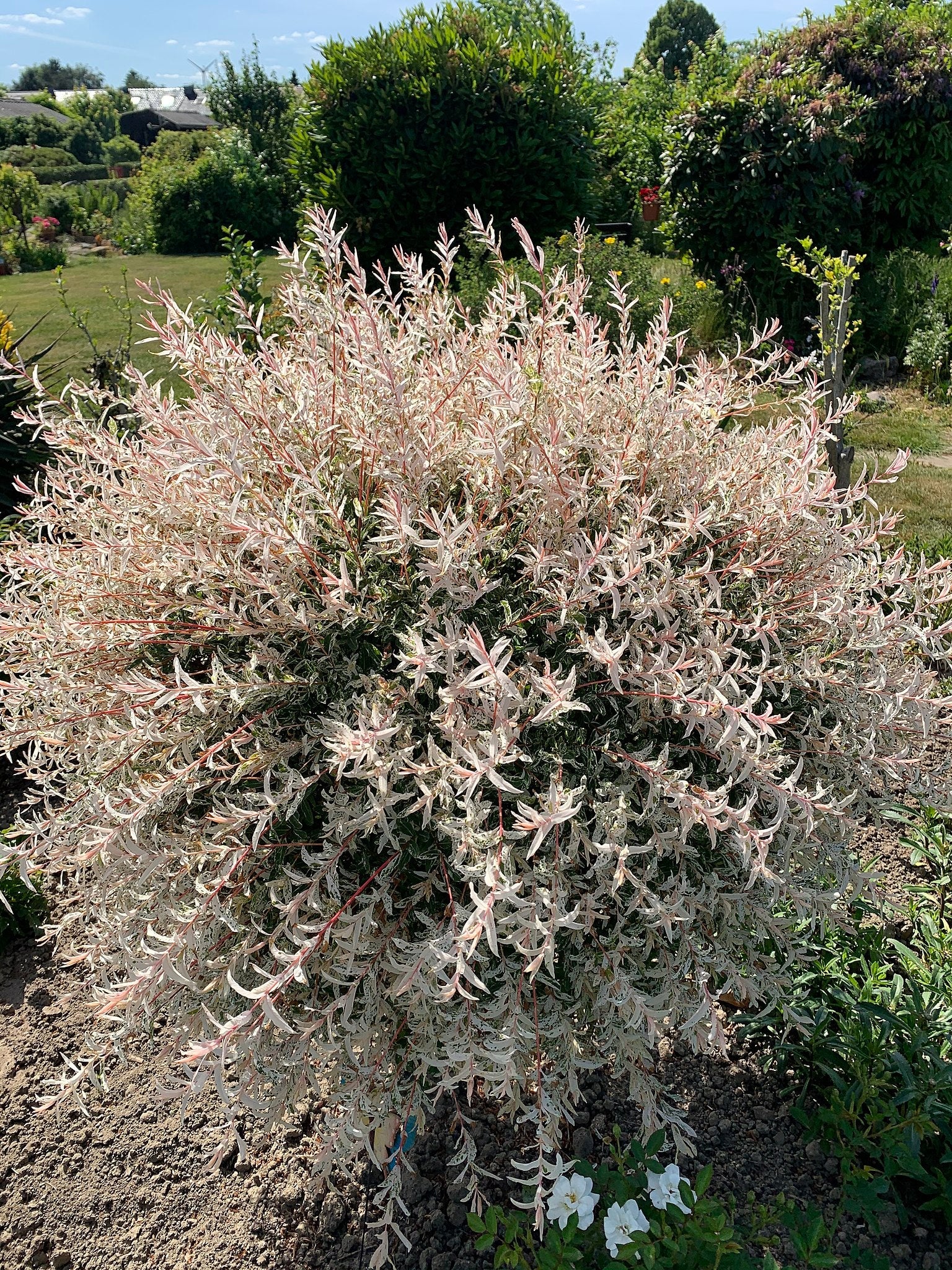  Salix Integra Hakuro-nishiki