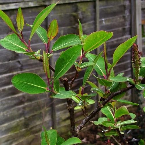 Salix Magnifica
