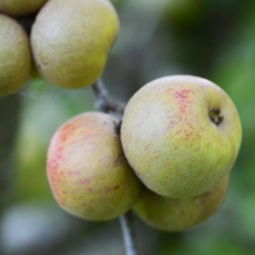  Apple Sam Young