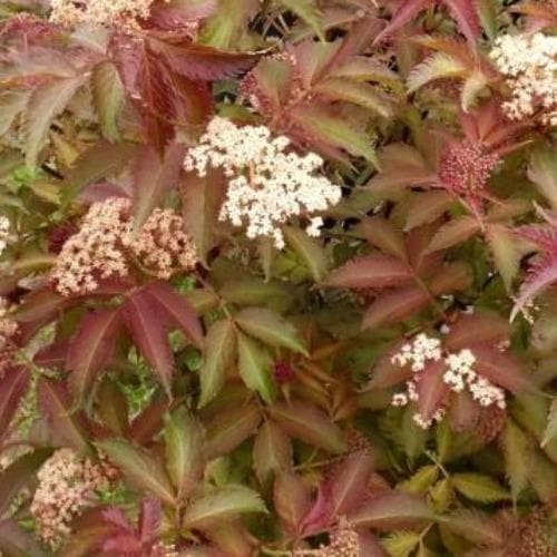  Sambucus Nigra Serenade