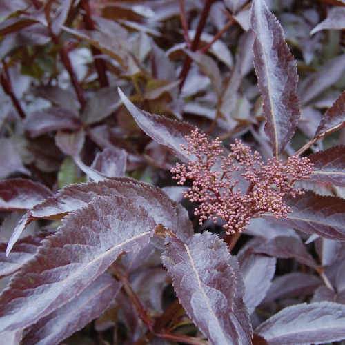  Sambucus Nigra Black Beauty (Gerda)