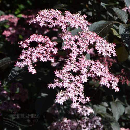  Sambucus Nigra Black Beauty (Gerda)