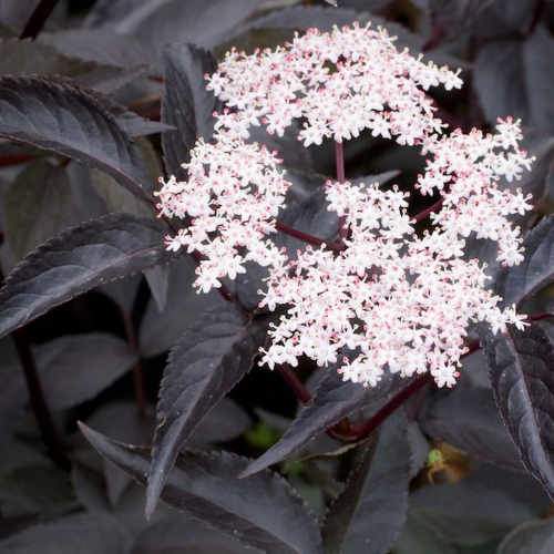  Sambucus Nigra Black Beauty (Gerda)