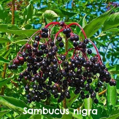  Native Wildlife Fruiting Hedge Mix