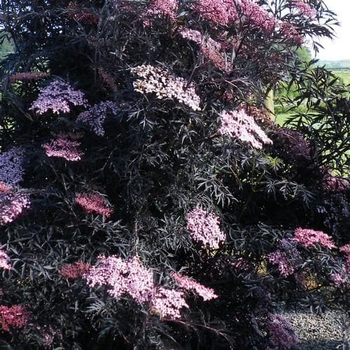  Sambucus Nigra Black Lace (Eva)
