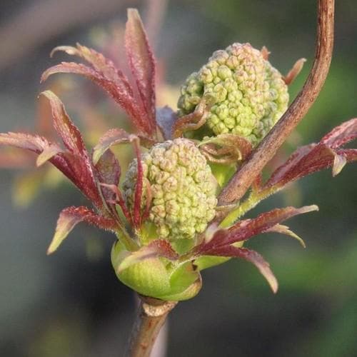  Sambucus Racemosa Plumosa Aurea