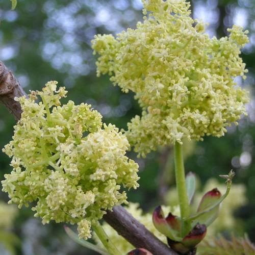 Sambucus Racemosa Plumosa Aurea