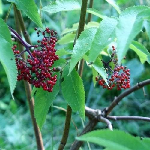  Sambucus Racemosa Plumosa Aurea