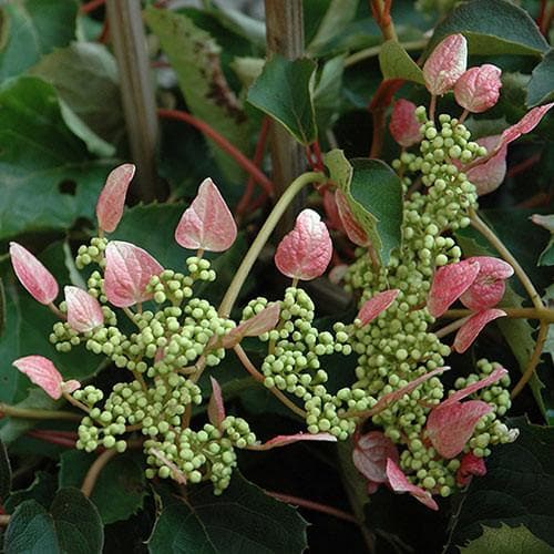  Schizophragma Hydrangeoides Roseum