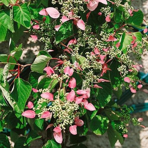  Schizophragma Hydrangeoides Roseum