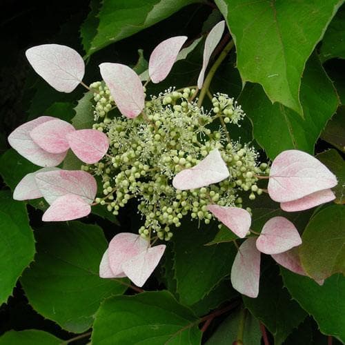  Schizophragma Hydrangeoides Roseum