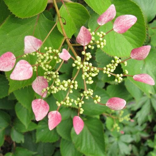  Schizophragma Hydrangeoides Roseum