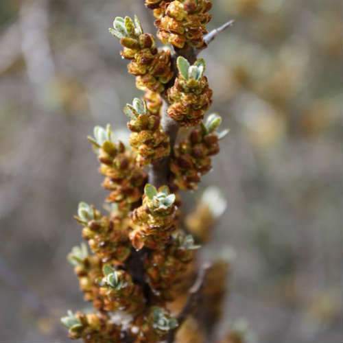  Hippophae Rhamnoides Pollmix - Sea Buckthorn (male)