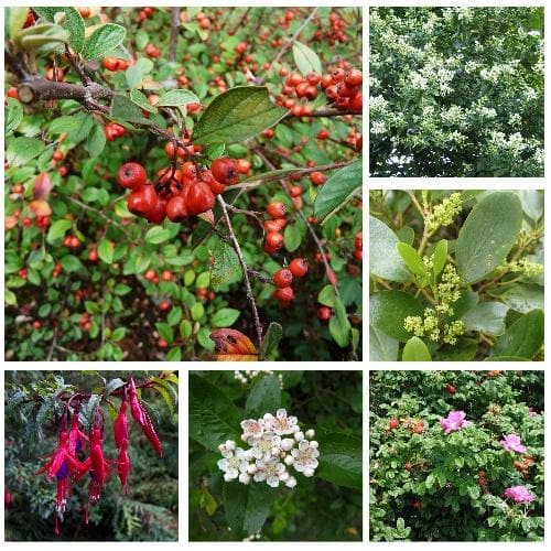  Seaside Hedge Mix