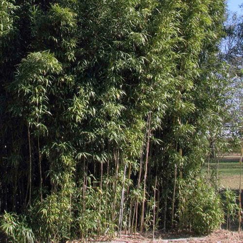  Semiarundinaria Fastuosa AGM