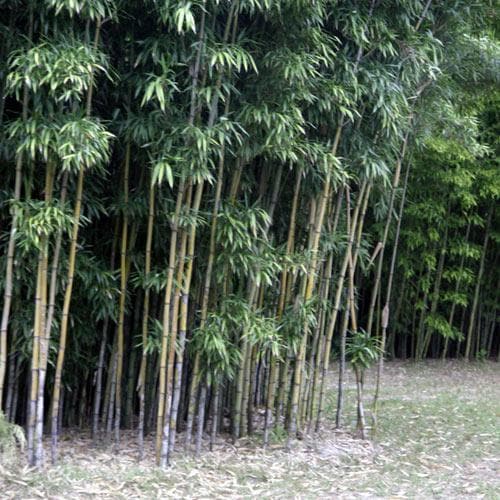  Semiarundinaria Fastuosa AGM
